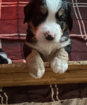Nala