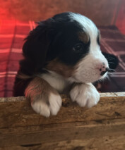 Nala